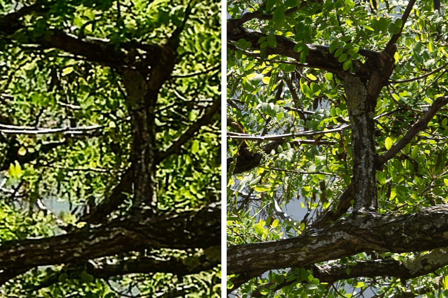 detaljer telefon vs kamera vtNqxeInK7QoUX9 Detaljbilde av blader på et tre.